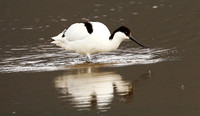 Ngorongoro