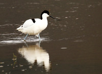 Ngorongoro