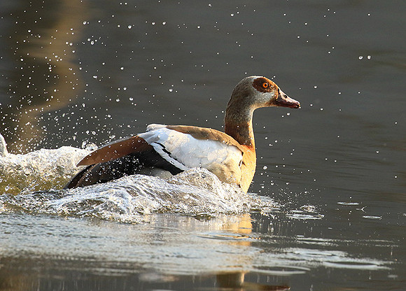 Egyptian geese (ouette d'Egypte) - Malilangwe