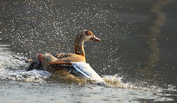 Egyptian geese (ouette d'Egypte) - Malilangwe