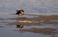 Egyptian goose - Hwange NP