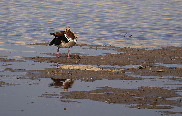 Egyptian goose - Hwange NP