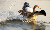 Egyptian geese (ouette d'Egypte) - Malilangwe