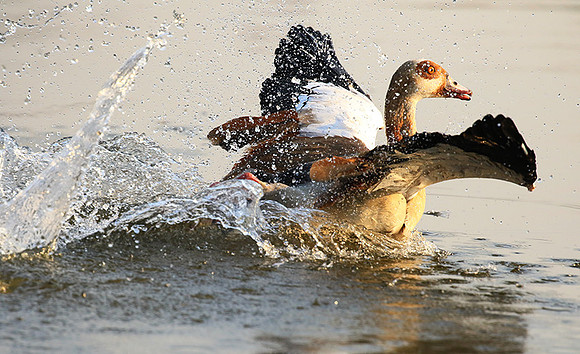 Egyptian geese (ouette d'Egypte) - Malilangwe