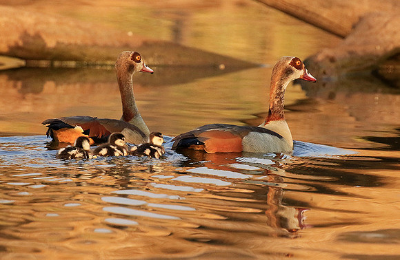 Egyptian geese (ouette d'Egypte) - Malilangwe