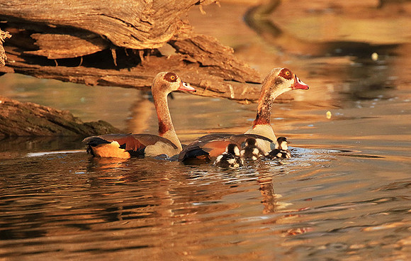 Egyptian geese (ouette d'Egypte) - Malilangwe