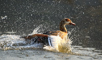 Egyptian geese (ouette d'Egypte) - Malilangwe