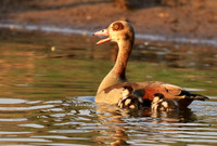 Egyptian geese (ouette d'Egypte) - Malilangwe