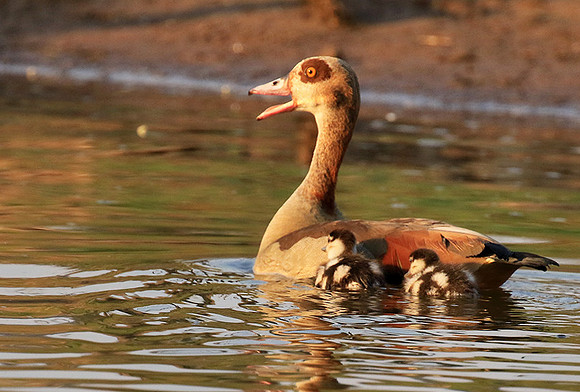 Egyptian geese (ouette d'Egypte) - Malilangwe