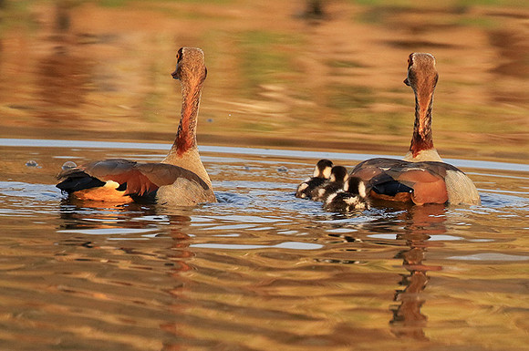 Egyptian geese (ouette d'Egypte) - Malilangwe