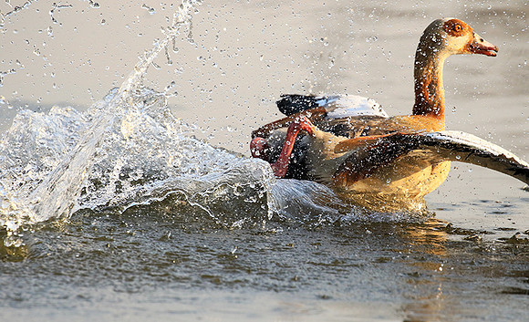 Egyptian geese (ouette d'Egypte) - Malilangwe