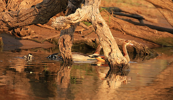 Egyptian geese (ouette d'Egypte) - Malilangwe