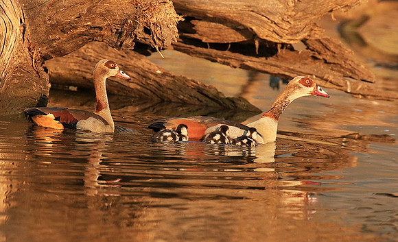 Egyptian geese (ouette d'Egypte) - Malilangwe