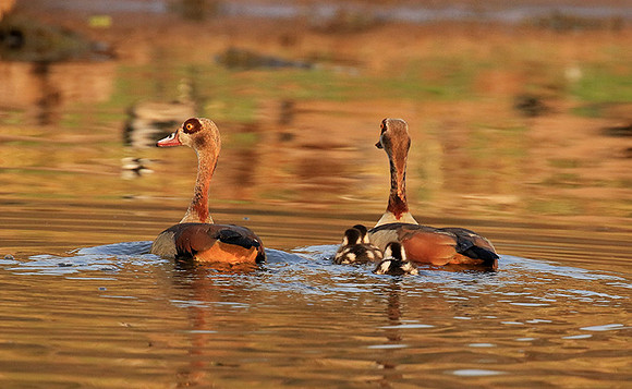 Egyptian geese (ouette d'Egypte) - Malilangwe