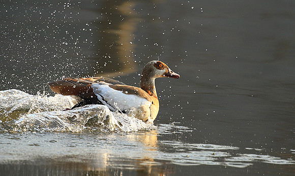 Egyptian geese (ouette d'Egypte) - Malilangwe