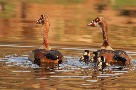 Egyptian geese (ouette d'Egypte) - Malilangwe