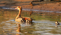 Egyptian geese (ouette d'Egypte) - Malilangwe