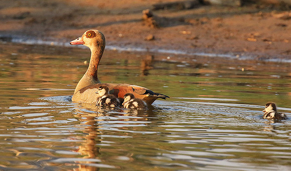 Egyptian geese (ouette d'Egypte) - Malilangwe