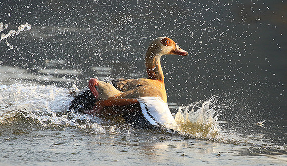 Egyptian geese (ouette d'Egypte) - Malilangwe