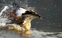 Egyptian geese (ouette d'Egypte) - Malilangwe