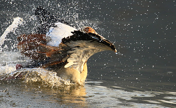 Egyptian geese (ouette d'Egypte) - Malilangwe