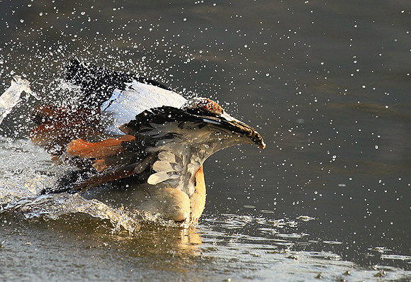 Egyptian geese (ouette d'Egypte) - Malilangwe