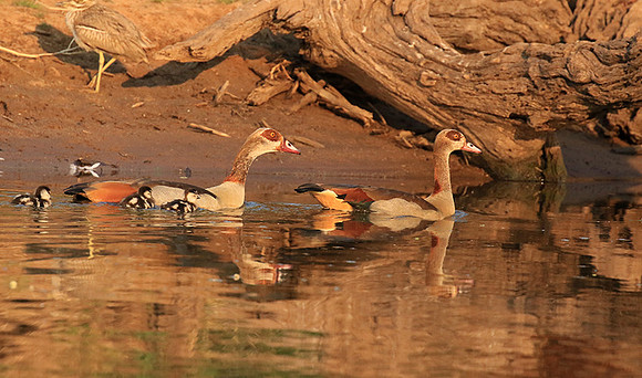 Egyptian geese (ouette d'Egypte) - Malilangwe