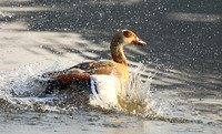 Egyptian geese (ouette d'Egypte) - Malilangwe