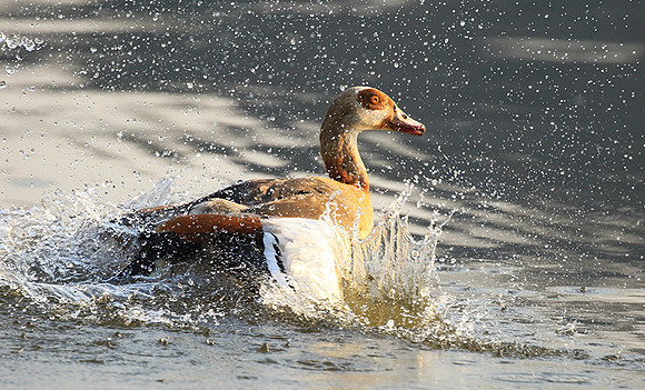 Egyptian geese (ouette d'Egypte) - Malilangwe