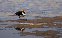 Egyptian goose - Hwange NP