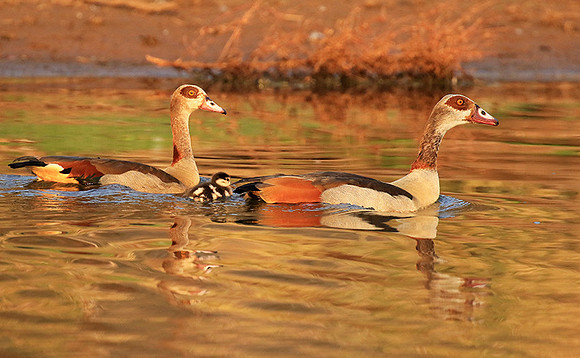 Egyptian geese (ouette d'Egypte) - Malilangwe