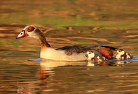 Egyptian geese (ouette d'Egypte) - Malilangwe