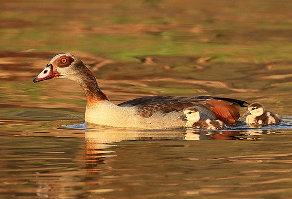 Egyptian geese (ouette d'Egypte) - Malilangwe