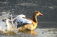 Egyptian geese (ouette d'Egypte) - Malilangwe