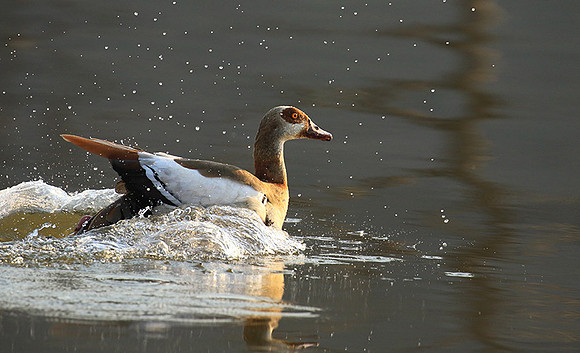 Egyptian geese (ouette d'Egypte) - Malilangwe
