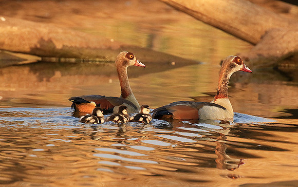 Egyptian geese (ouette d'Egypte) - Malilangwe