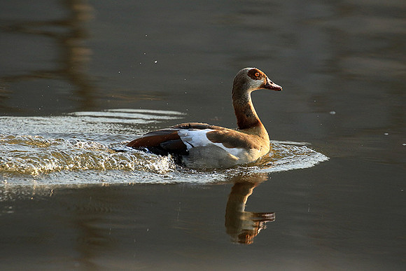 Egyptian geese (ouette d'Egypte) - Malilangwe