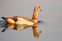 Egyptian geese (ouette d'Egypte) - Malilangwe