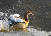Egyptian geese (ouette d'Egypte) - Malilangwe