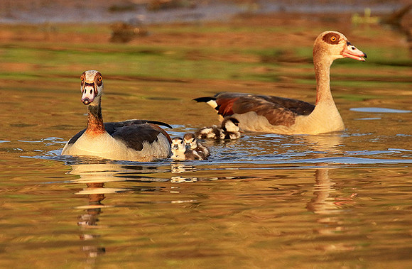 Egyptian geese (ouette d'Egypte) - Malilangwe