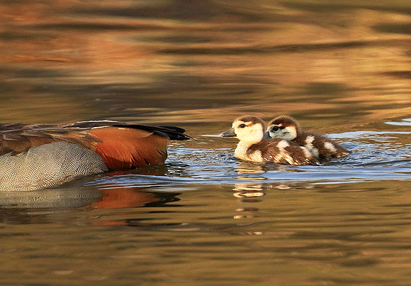 Egyptian geese (ouette d'Egypte) - Malilangwe