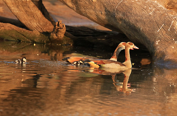 Egyptian geese (ouette d'Egypte) - Malilangwe
