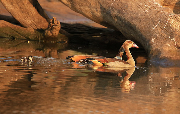 Egyptian geese (ouette d'Egypte) - Malilangwe