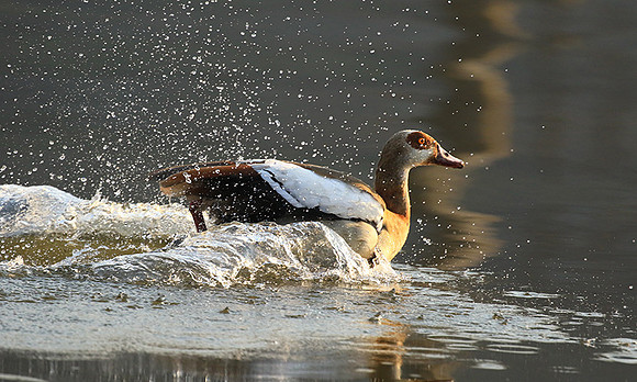 Egyptian geese (ouette d'Egypte) - Malilangwe