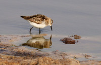 Little tint - Hwange NP