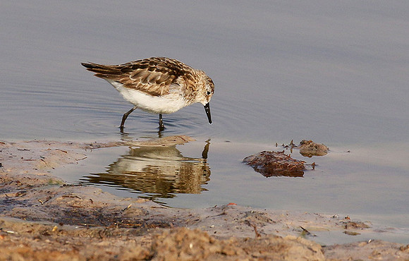 Little tint - Hwange NP
