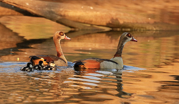 Egyptian geese (ouette d'Egypte) - Malilangwe