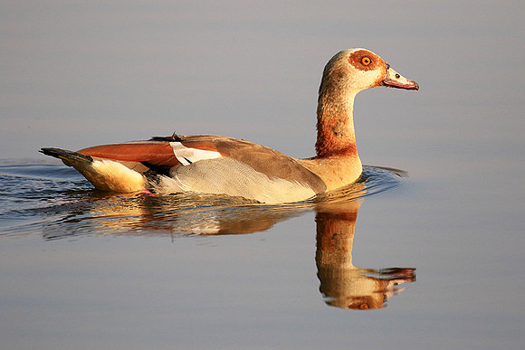 Egyptian geese (ouette d'Egypte) - Malilangwe
