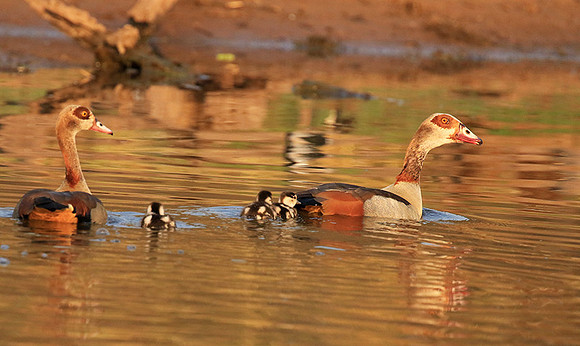 Egyptian geese (ouette d'Egypte) - Malilangwe