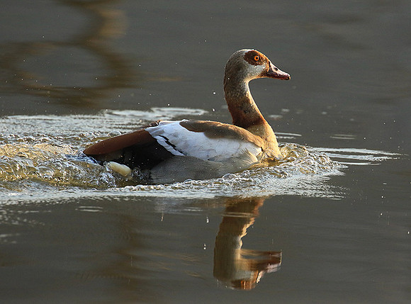 Egyptian geese (ouette d'Egypte) - Malilangwe